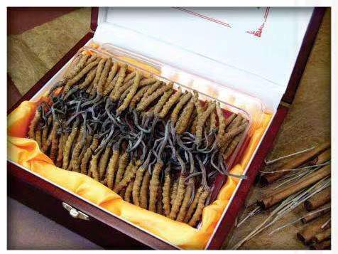 阳明冬虫夏草回收